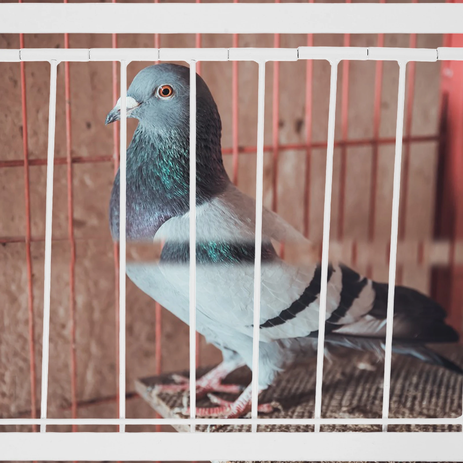 

1pc Pigeon Cage Entrance Door For Homing Pigeons Durable Racing Door Pet Cage Accessory Stable Safety Closure