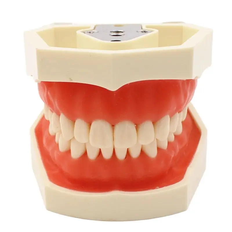 Dental model Teeth model gum teeth Teaching Model Standard Dental Typodont Model Demonstration With Removable Tooth 200H