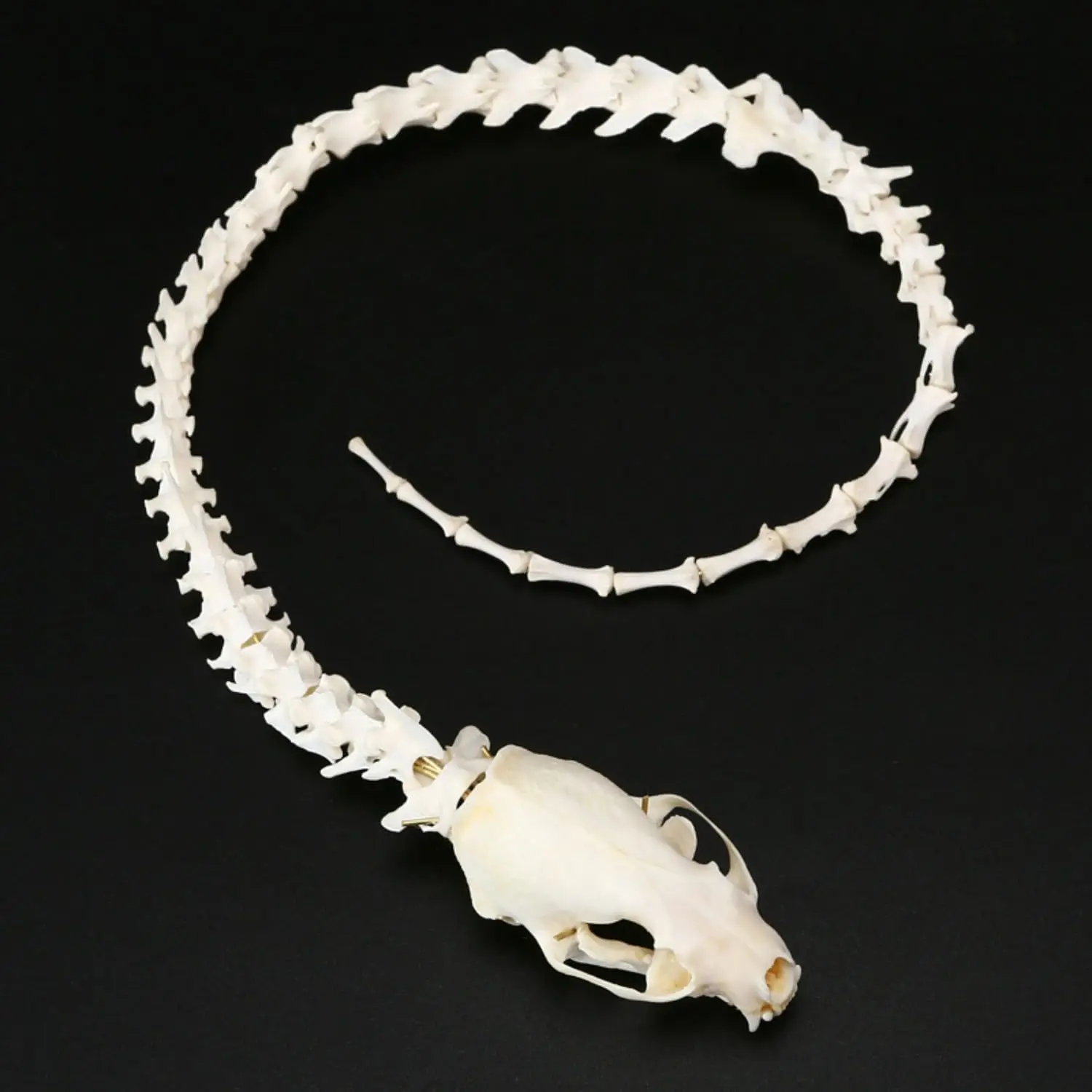 

1 PC Real Mink Skull vertebrae Skeleton, Imitation Snake Specimen, Gift Collection