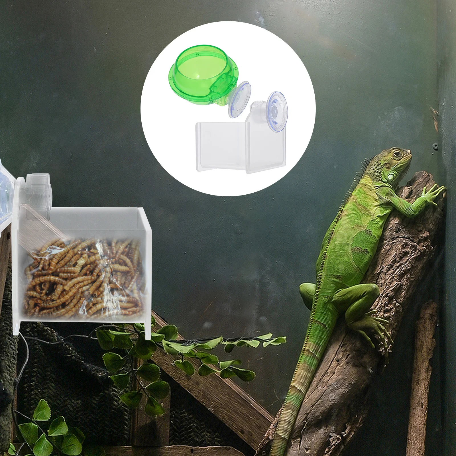 

2pcs Reptile Water Feeder Crawling Pet Feeding Bowl Lizard Gecko Food Basin With Suction Cup Pet Supply Reptile Accessories