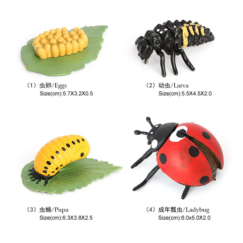 Simulation insect animal model children's cognitive science and education toy seven-star ladybug growth cycle series ornament fi