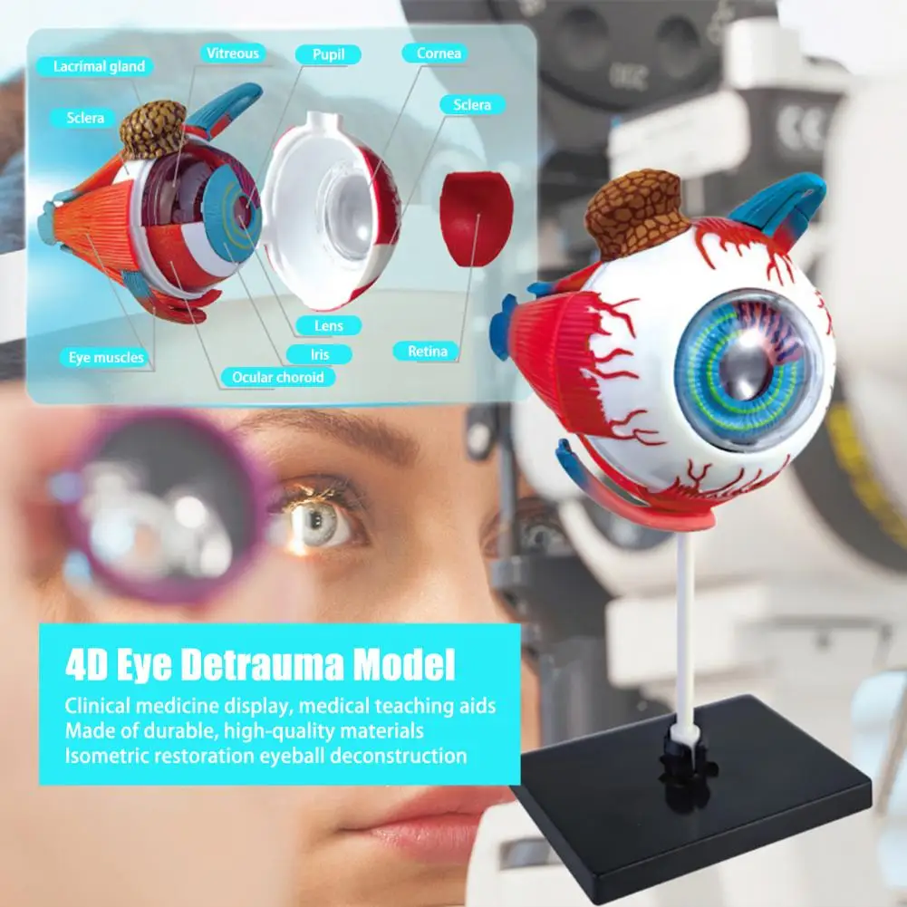 Eye Anatomy Eye Model สําหรับจักษุวิทยาการสอน Aid ที่ถูกต้อง Eye Ball สําหรับนักเรียนการเรียนรู้สําหรับ Anatomy