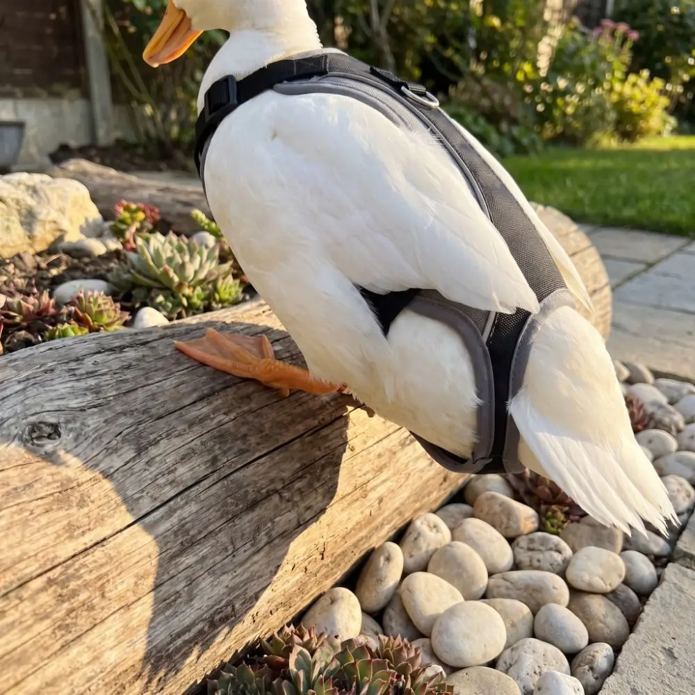 Duck Jacket Breathable Chicken Reflective Vest Waterproof Warm Chicken Saddle Adjustable Tightness Duck Back Protector Poultry