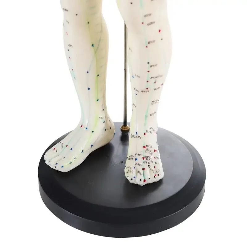 Acupuncture Manniquin Body Female Model PVC Male Human Acupuncture Model Acupoint Traditional Chinese Medicine Anatomical Models