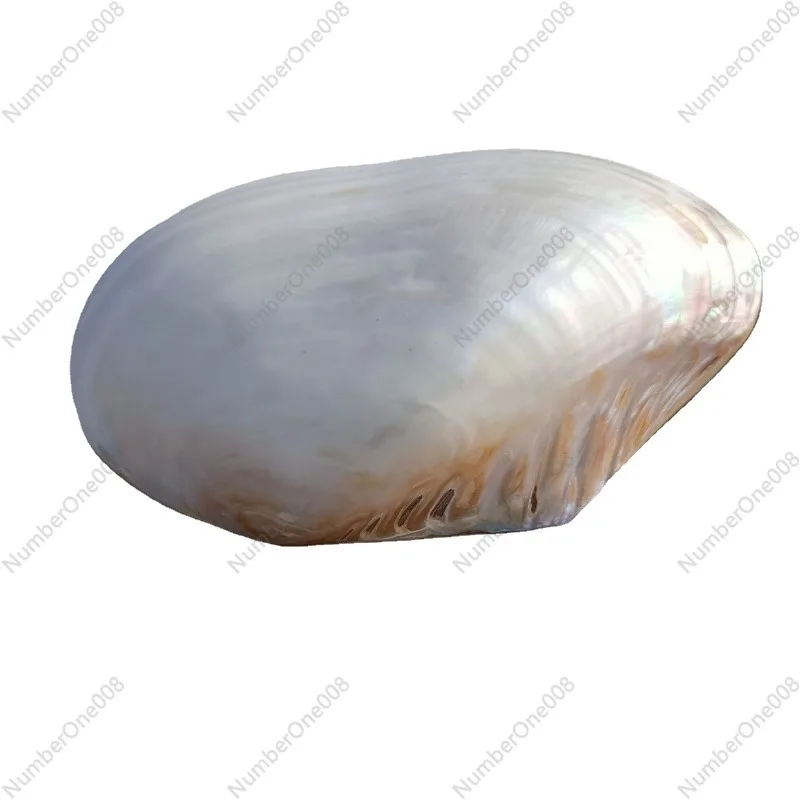 

Natural Double-Sided Polished Pearl Large Clam Shell Conch Shell Landscaping Decoration Photography Prop