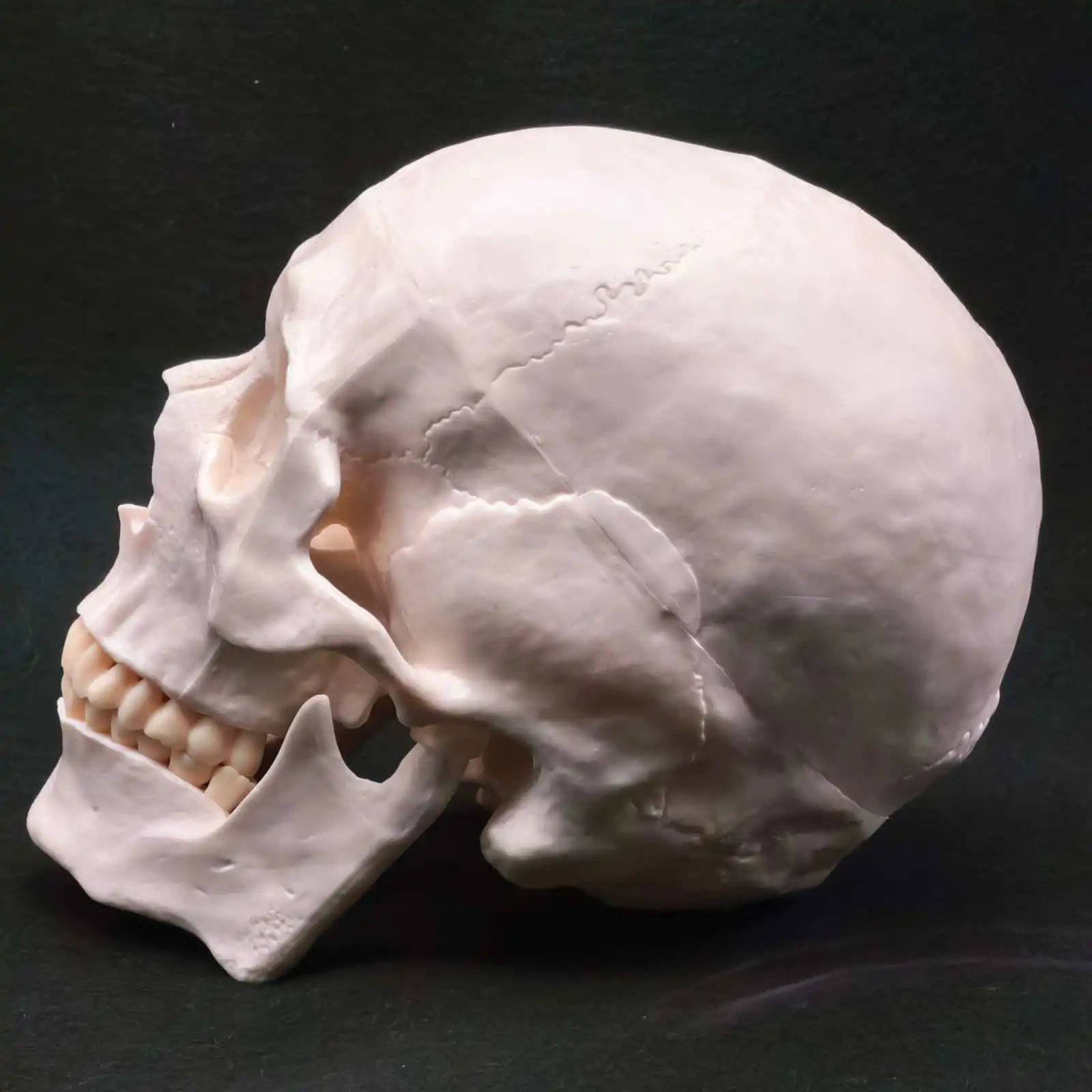 PVC Natural Life Size Human Skull Model High Simulation Anatomical Flexible For Medical Art painting Teaching
