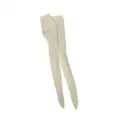 Beige White