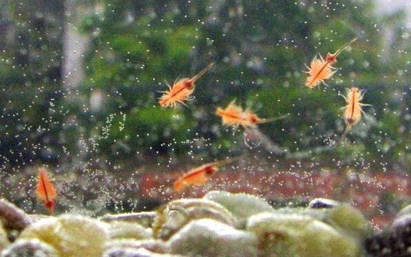 1 PCS 15mm Sea Monkey Monkeys Eggs Fairy Brine Shrimp Grow Artemia Salina Crayfish Prawns NOT Triops Egg Funny Toy Hatching Toys