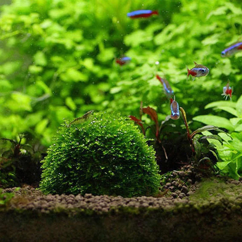 

Mini Moss Ball Aquarium Decoration Plants Natural Filter for Fish Tank Shrimp Mineral Balls Ornaments DIY Aquatic Plant New live