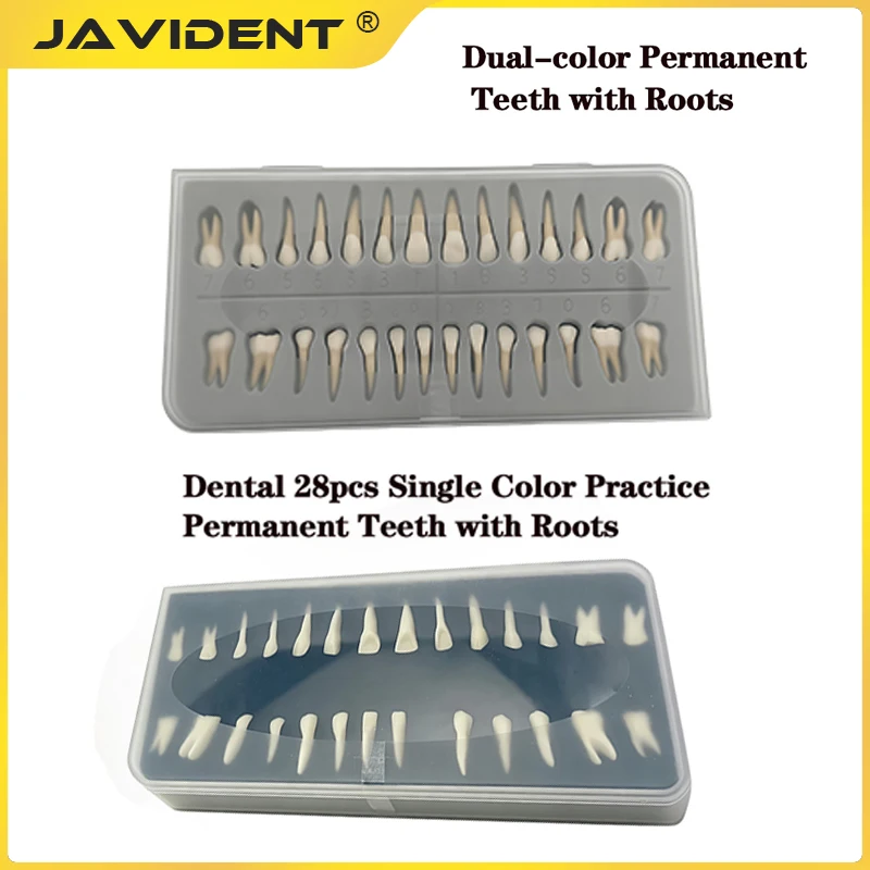 1Box Dental Model: Realistic 28-Tooth, Two-Tone, Rootless Model of Adult Full-Mouth Standard Teeth for Oral Anatomy Study