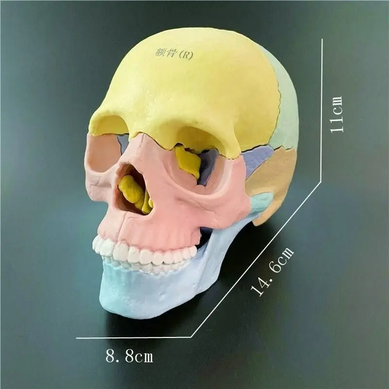 Ciencia y descarga médica multipartes 1:2 Color humano cráneo modelo cráneo enseñanza Dental médica
