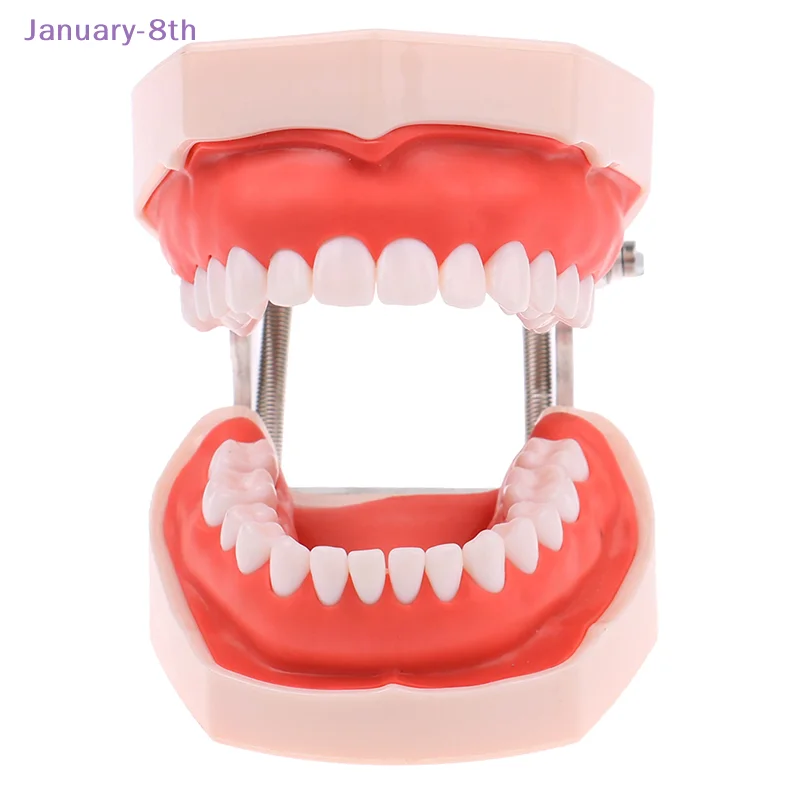 28 Teeth Dental Model Training Typodont Teeth Model Dental Technician Practice Teaching Gum Teeth Jaw Model Dentistry Equipment