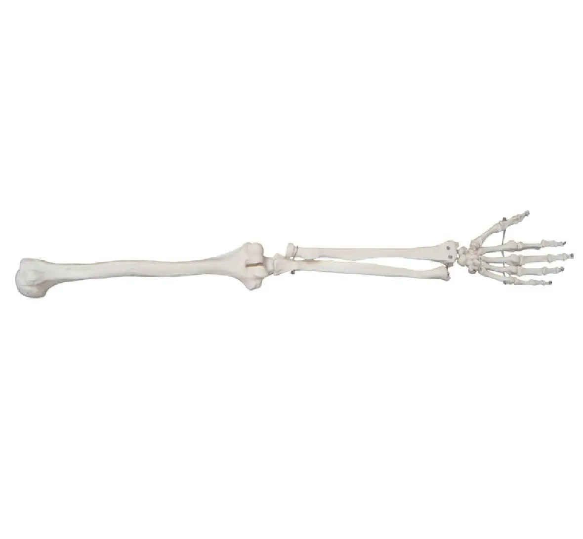 

Life-Size Arm Joint Model, Upper Extremity Bone Model