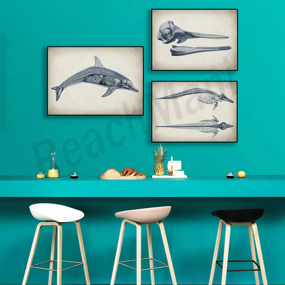 Retro dolphin anatomy poster, marine mammal physiology art, ichthyology art animal anatomy, biology zoology art science art