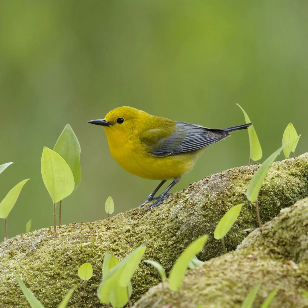 12.1" Android 14 Fo… - image