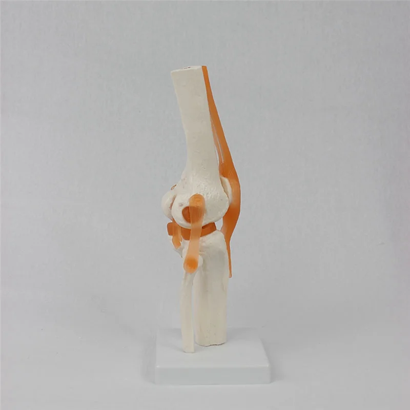 

AED5-Human Knee Joint Anatomy Model 1:1 Lifesize Science Teaching Resources Anatomia Humana Cassroom Supplies