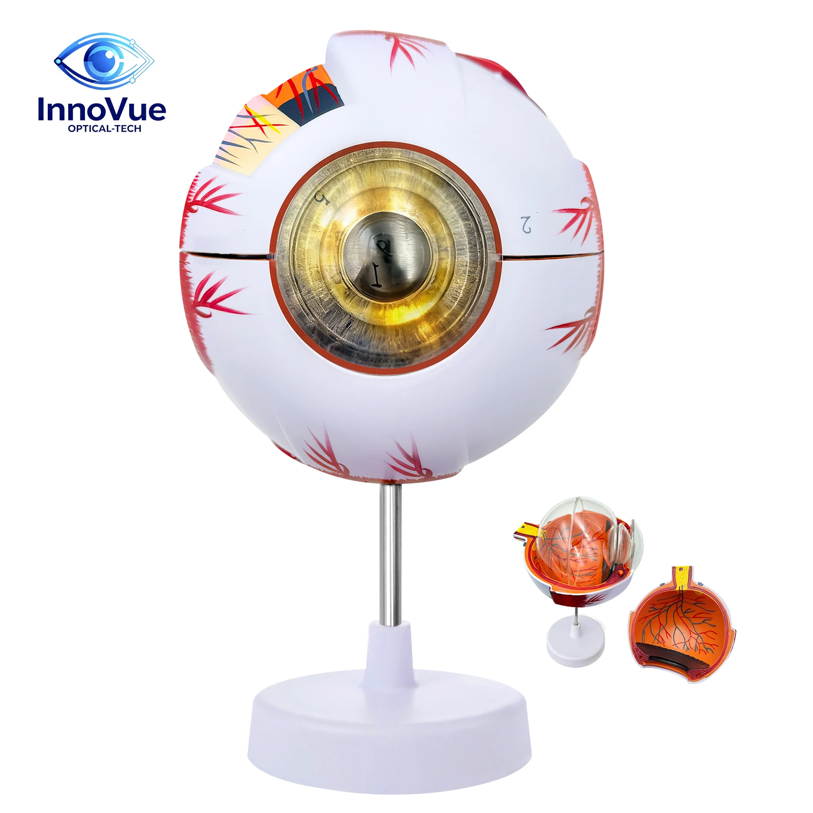 Anatomical Eye Model with Removable Components Detailed Imitative Eye for Medical Education And Ophthalmology Training