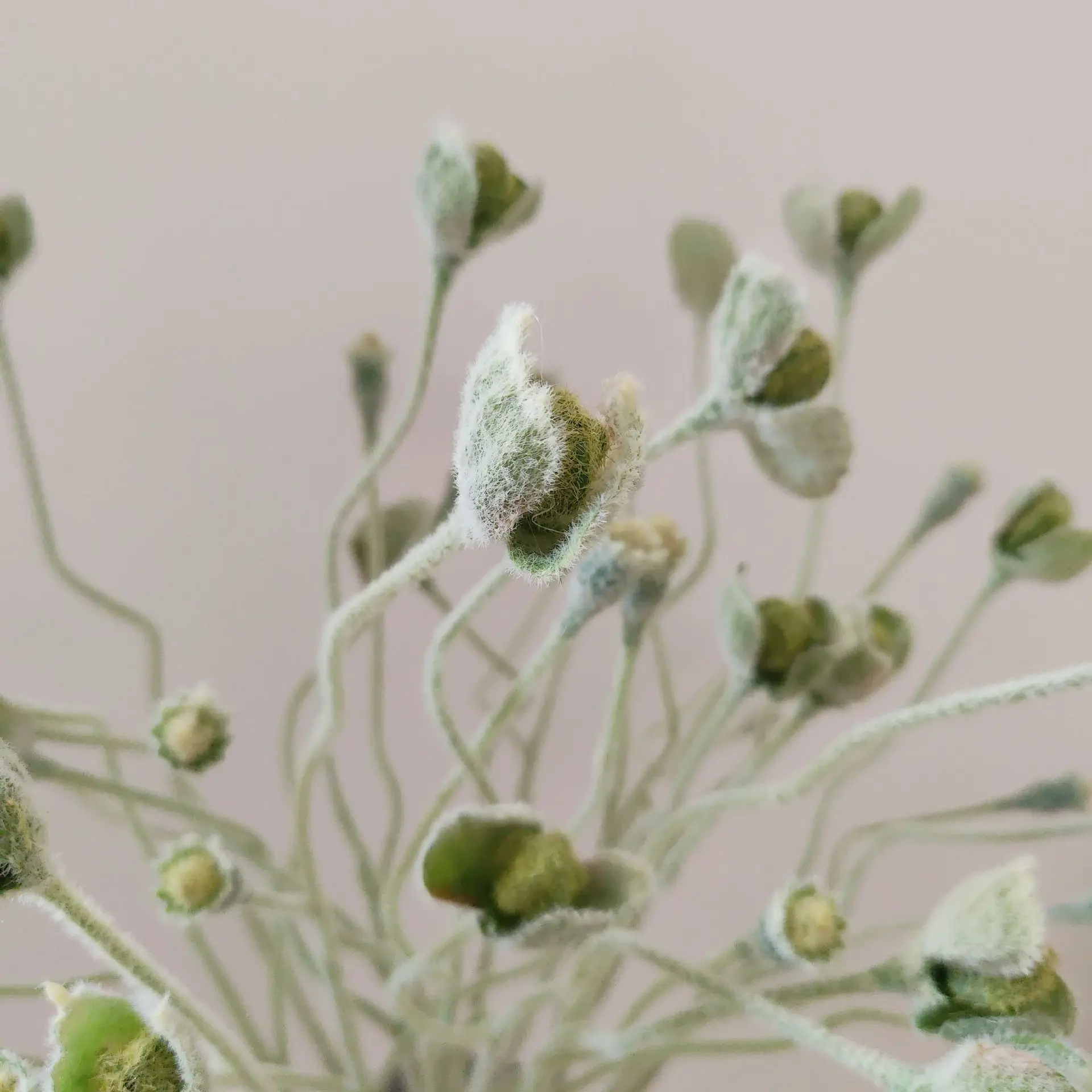 5 Stück Künstliche Beflockte Mohnblüten aus Seide für Hochzeitsdekoration, Blumenarrangements, Heimdekoration, Party-Tischdekoration – Detail 3