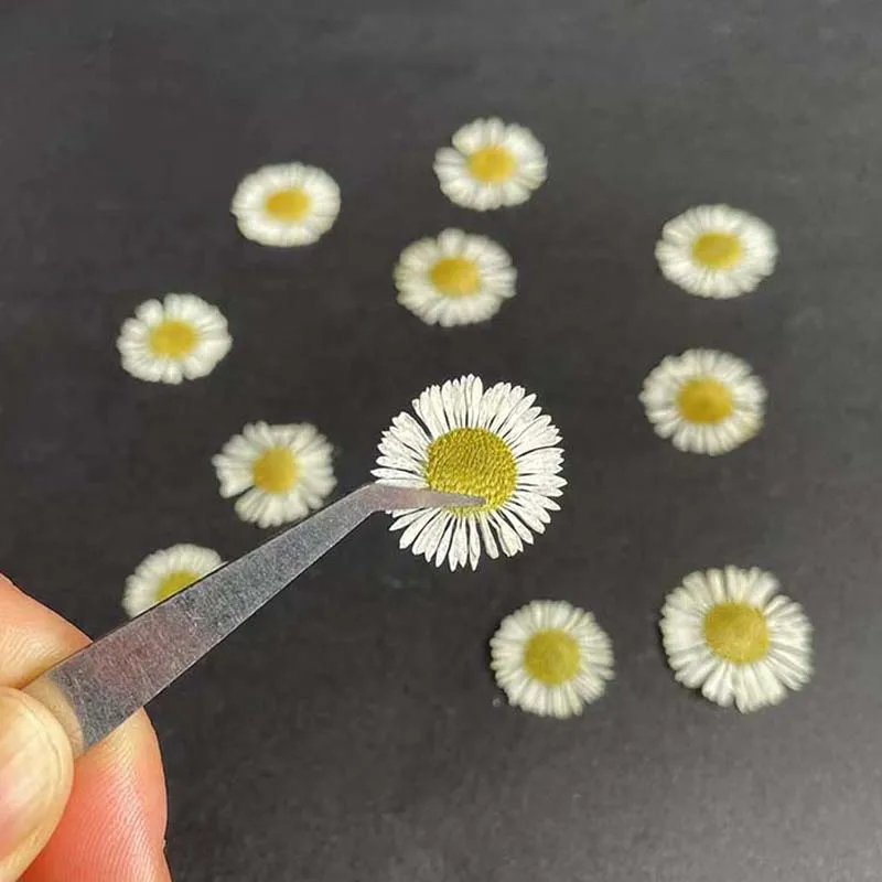 

1.5~2CM/24PC Natural Dried Flower Interior Mini Pressed White Feipeng Grass,Dry Erigeron Annuus Flowers Head For Resin Jewellery