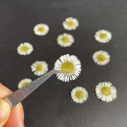 1.5~2CM/24PC Natural Dried Flower Interior Mini Pressed White Feipeng Grass,Dry Erigeron Annuus Flowers Head For Resin Jewellery