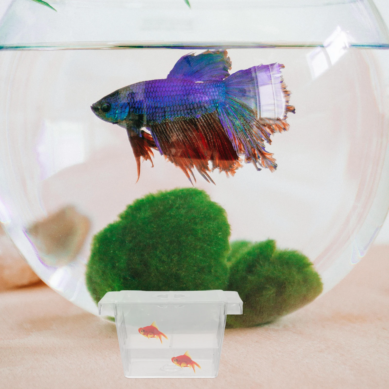 

Aquarium Fish Breeding Box Fry Hatching Incubator Tank Small Nursery Isolation Separator for Shrimp Betta Pond