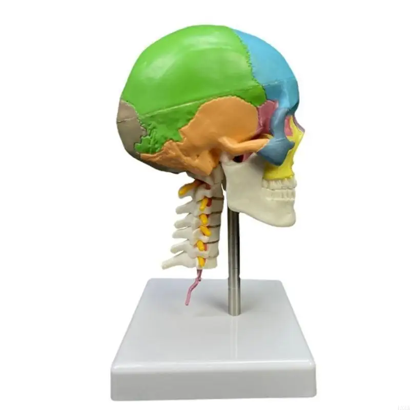 LXAA Anatomisch model menselijke schedel Onderwijsmodel Hoofd Gekleurd anatomisch schedelmodel