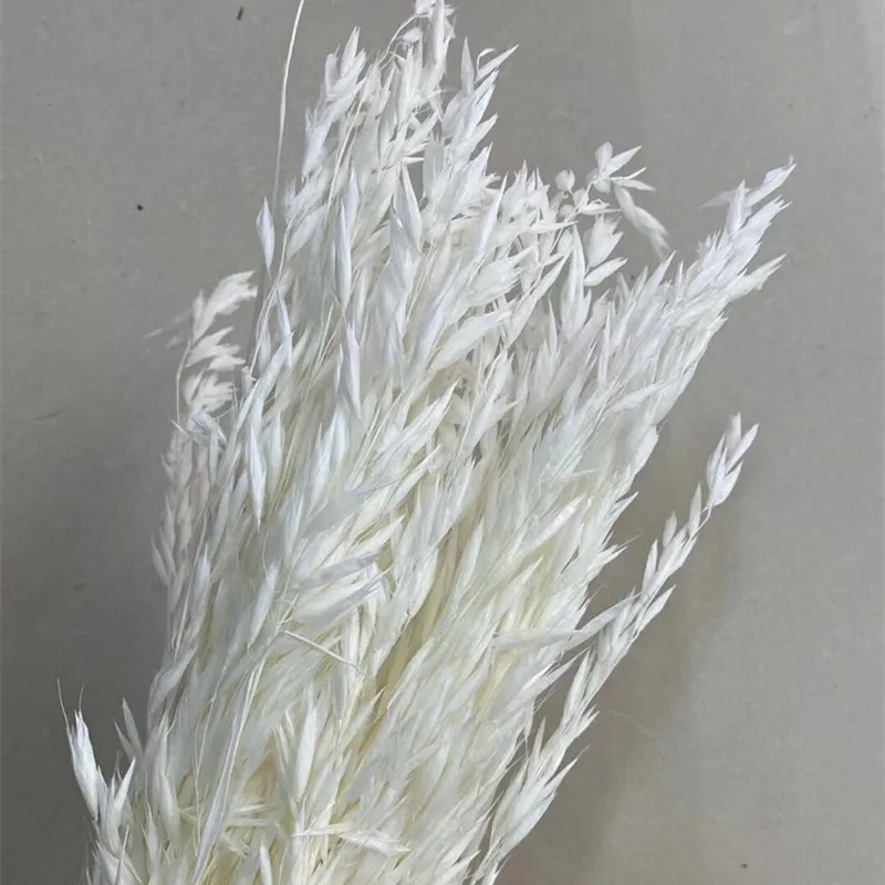 

Dried Flower oat grass Natural plant bloom primary color, white, red pink and so on real blossom for Home wedding Office Decor