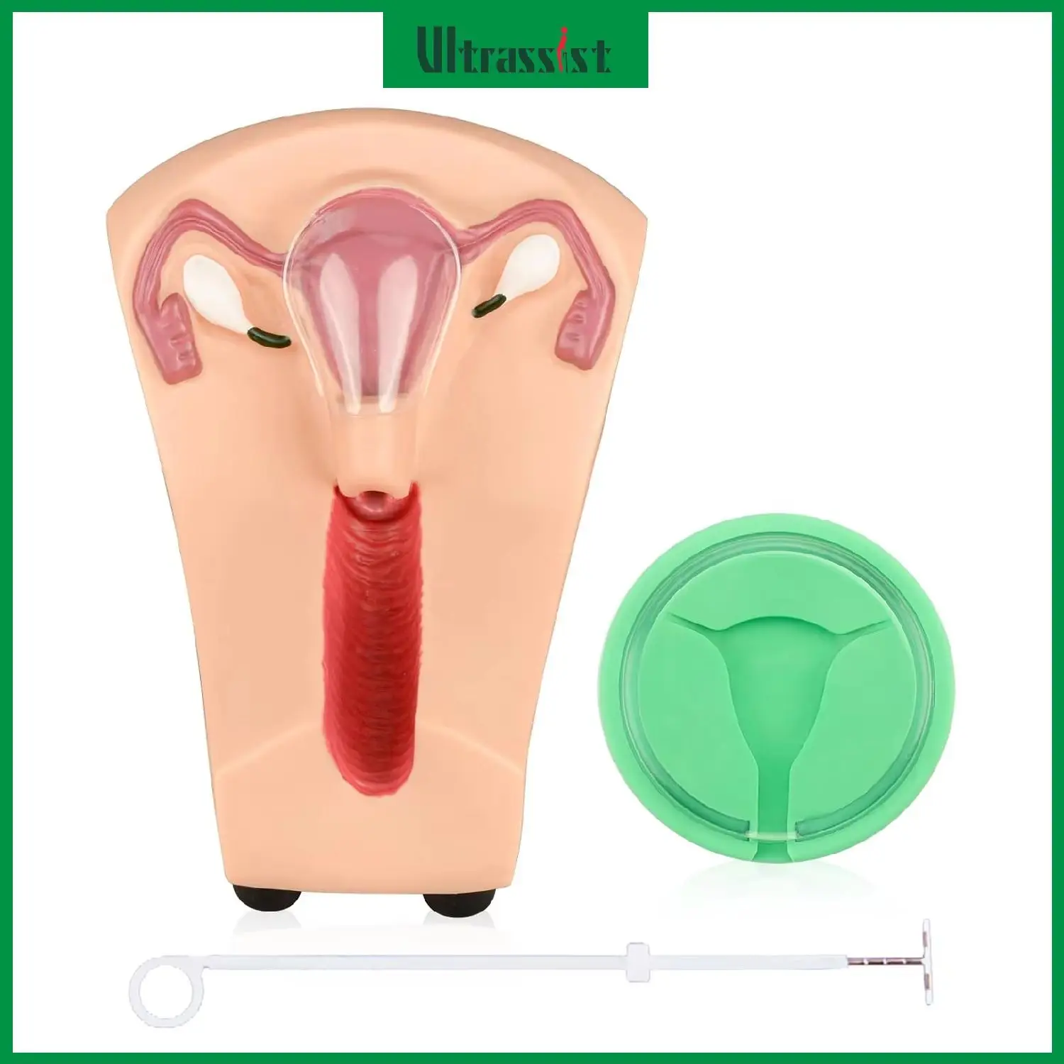 Ultrassist IUD Training Model Kit Insertion & Removal Practice Placement Guidance Uterine Anatomy for Gynecology Student Educate