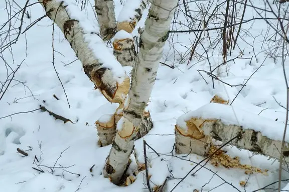 Dsservo DS5160 DS5180 DS51150-12V 60Kg 80Kg 150Kg Servo Digital à prova d'água para 1/5 Redcat HPI Baja 5B SS RC Car Robot Substituir