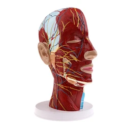 Sagittal abschnitt des Kopfes mit anges ch lossenem Blutnerv modells ch lauch/internes vaskuläres und neuronales Modell des Mund nasen halses