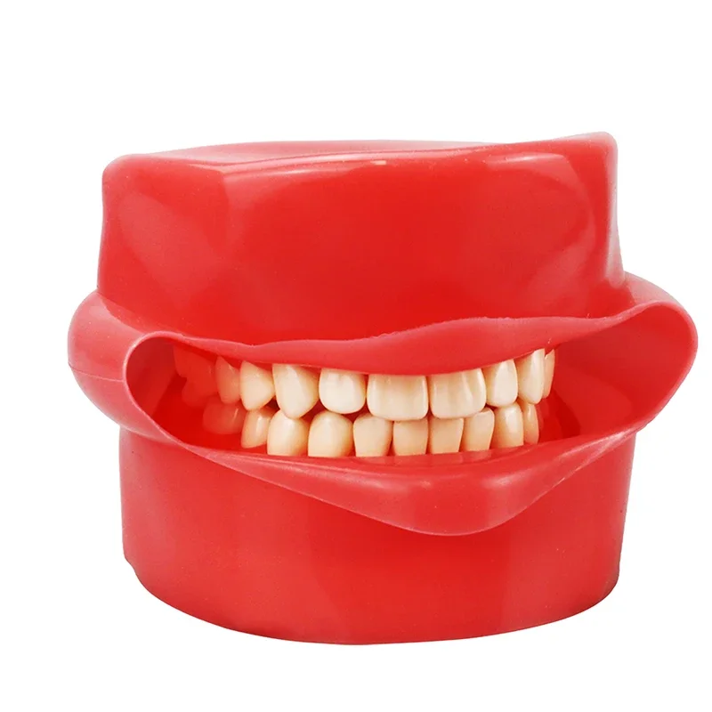 Simulación Dental mejilla Typodont 1:1 goma suave estándar para modelo de dientes práctica modelo de enseñanza Material de dentista