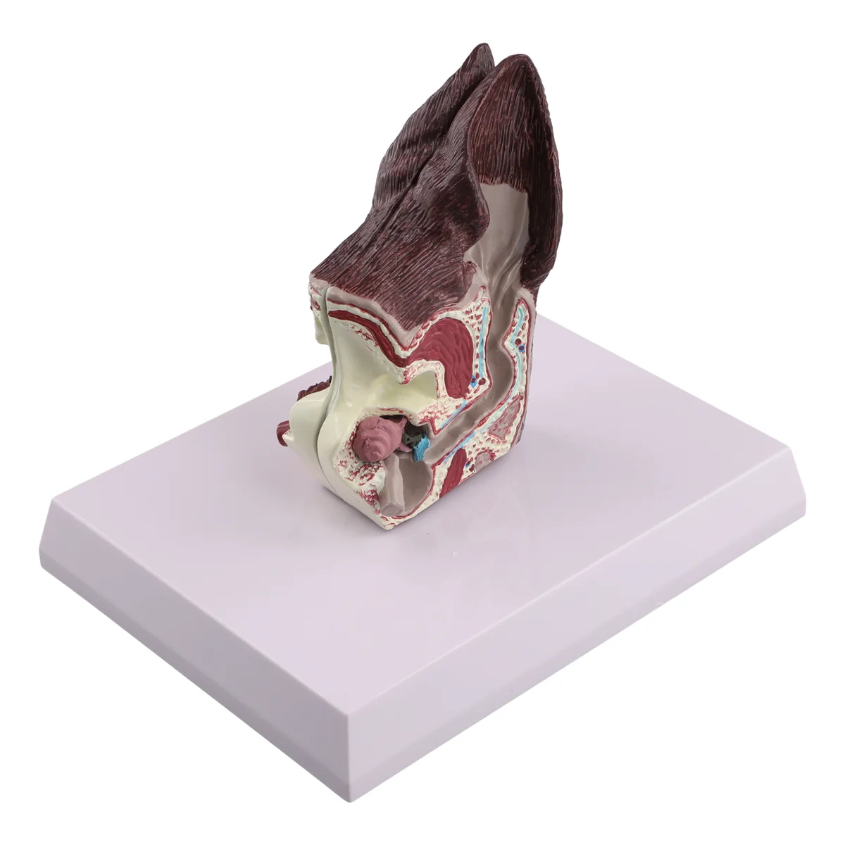 Gfc-cachorro lesão da orelha modelo de anatomia animal ciência veterinária auxiliar ensino canina pesquisa remessa direta, orelhas do cão doente