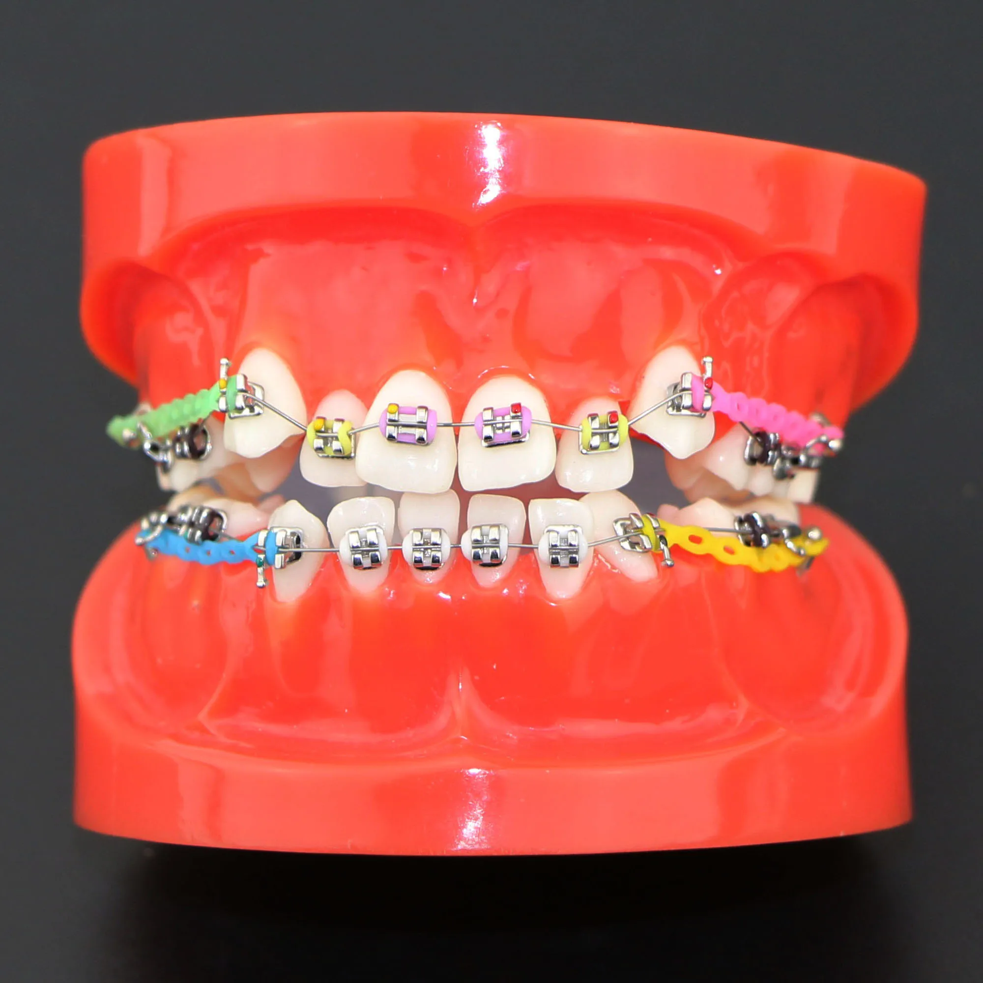 Dental Orthodontic Study Teach Adult Standard Typodont Model