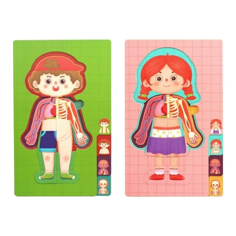 

Anatomy Organ Cognition Toy Science Teaching Toy Kids Educational Learning Toy 15UB