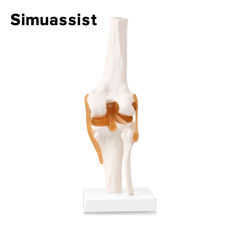 1:1 Flexible Knee Joint Model with Ligaments and Base Femur Tibia and Fibula Bone Anatomy Model Medical Teaching