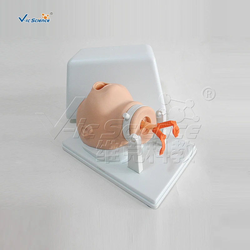 Baby Newborn Intubation Model for Training