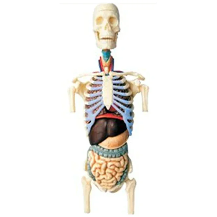 puzzle puzzle assembly toy human organ  half body model visceral assembly model