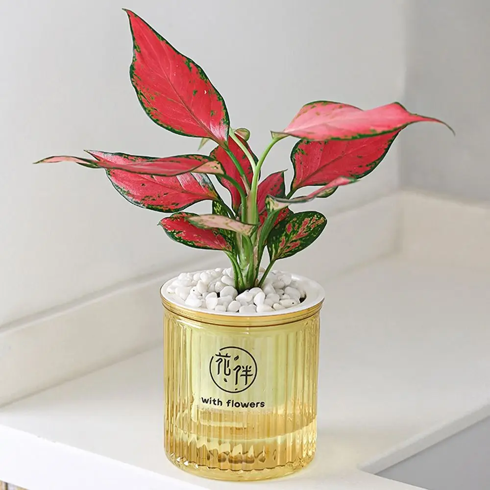 New Transparent Flower Pot Self Watering 2 Layer Plant Pot Creative Lightweight Desktop Flowerpot