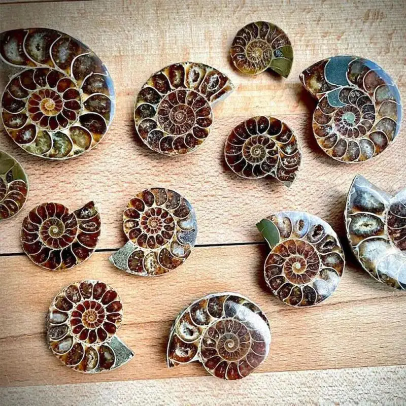 Natural Crystal Slice Mineral Specimen Gemstone Healing Quartz Rare Home Decoration Gifts Fengshui Ammonite Slice Collection