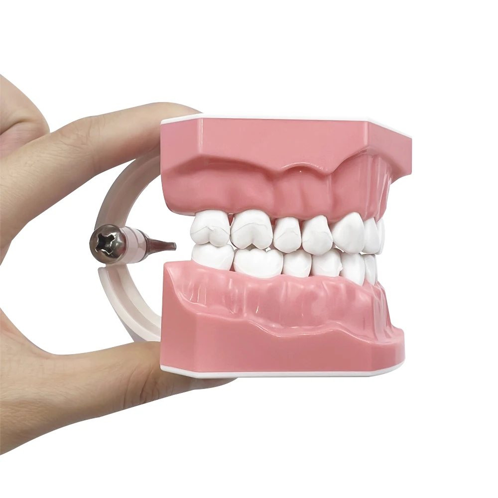 Model zębów dentystyczny Typodont do szczotkowania nitek dentystycznych praktyka stomatologii demonstracyjnej nauczanie badania modelu 1:1