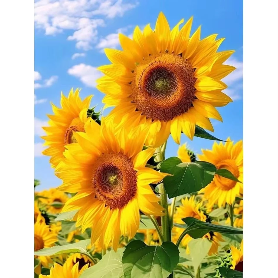 Paint By Numbers Kit Sunflower Canvas Acrylic Paint Set Stress Relief DIY Craft Wall Decor Gift for Adults Beginners Home Decor
