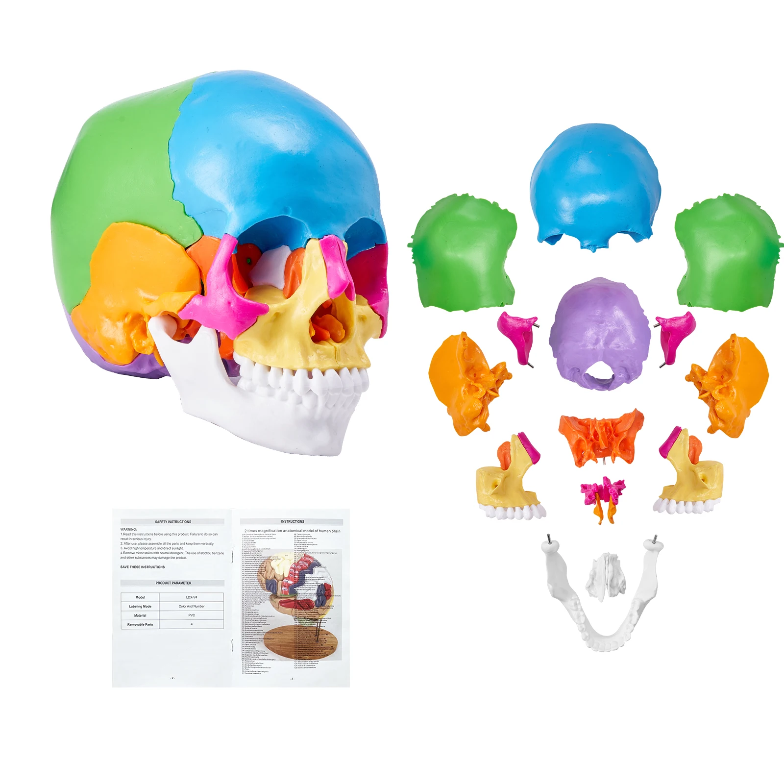 VEVOR Human Skull Mode Life-Size Painted PVC Detachable Learning Skull Model for Professional Teaching, Researching and Learning