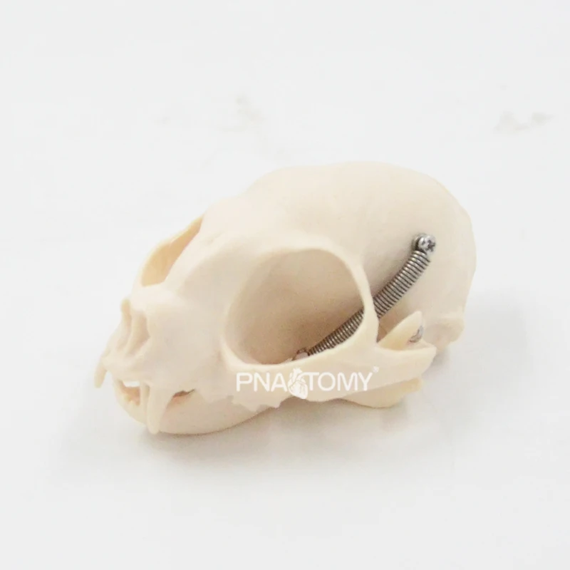 Feline skull cat skeleton life size animal anatomical tool educational equipment cat skull jaw teeth anatomy