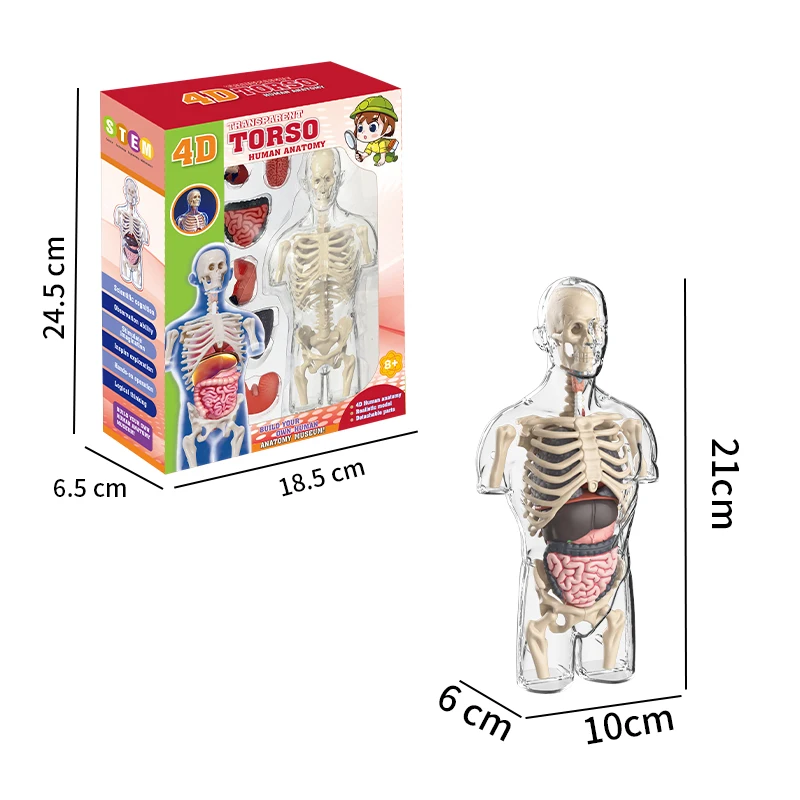 4D Human Body Torso Anatomical Model for Learning Internal Organs Skeleton Visceral Brain Assembly Display Educational Teaching