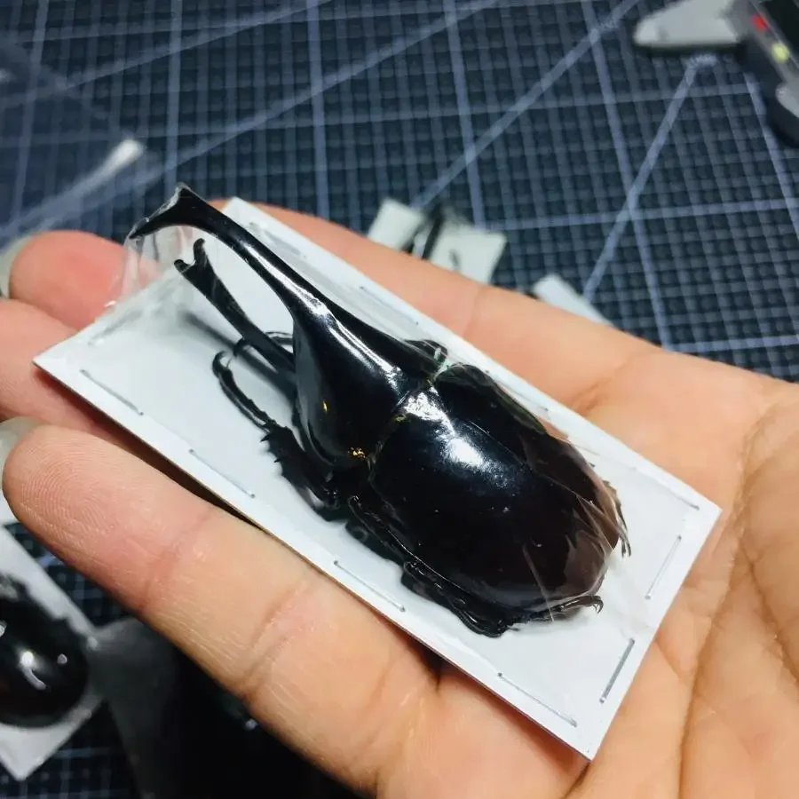 

Alone Beetle Insect Specimen Real Beetle Cognition Animal Optional Spade Beetle Teaching Research Education Specimen Ornaments
