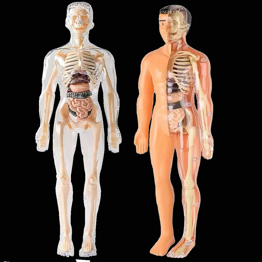 28CM Removable Parts Human Body Anatomy Model For Kids Torso Educational Science Kits For Medical Student Learning Supply DIY