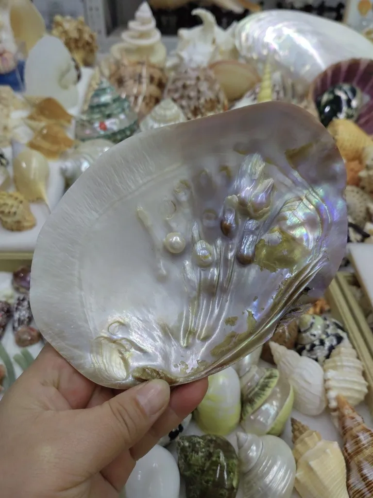 Shell Pearl Oyster Pearl Clam Shell Natural Conch Fish Tank Aquarium Landscaping Shell Creative Plate Soap Box