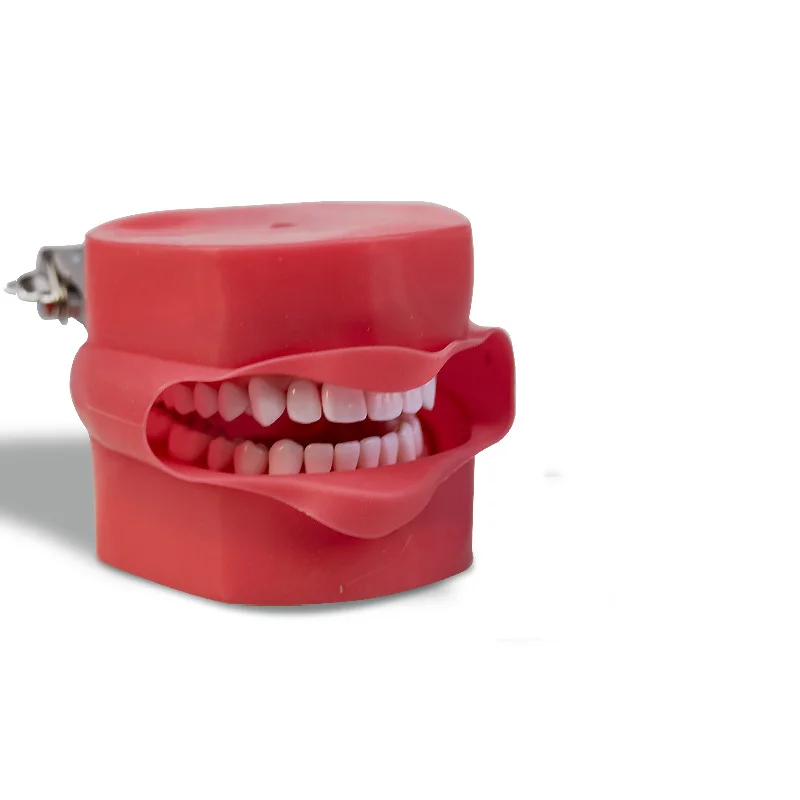 Dental Simulation Cheek Typodont 1:1 Standard Soft Rubber Detachable For Teeth Model Practice Practicing Teaching Training Model