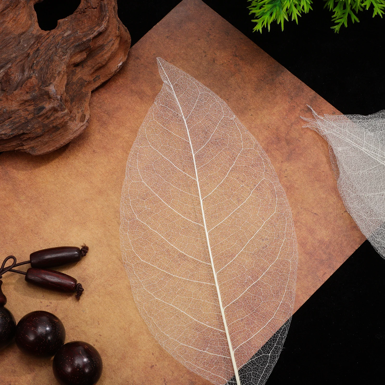 100 szt. Suszonych liści magnolii, naturalne okazy liści, materiały DIY, zakładki do książek, kartki okolicznościowe, dekoracje do scrapbookingu