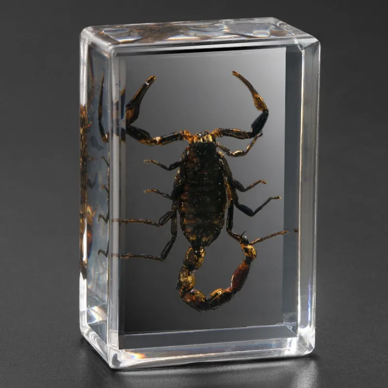 15kinds Real Insect Specimens Resin Hexapod Desk Decoration Appreciation Teaching Home Decoration Accessories for Living Room